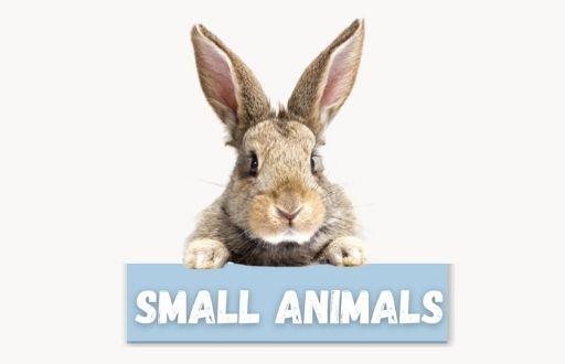 Explore Small Animals Products