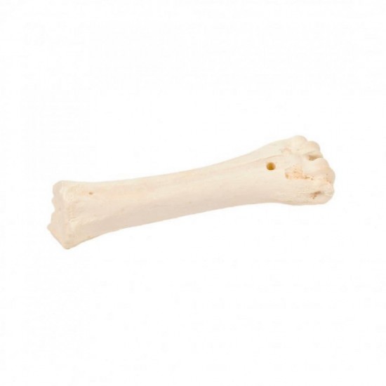 Bones Bovine bone Calcium