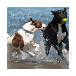 Flea And Tick Repellent Collar For Cats And Dogs - Image 3