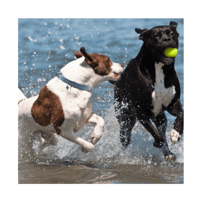 Flea And Tick Repellent Collar For Cats And Dogs - Image 3
