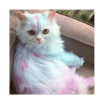 Pet Colours Hair Chalk Combs by Mio Animale - Image 5
