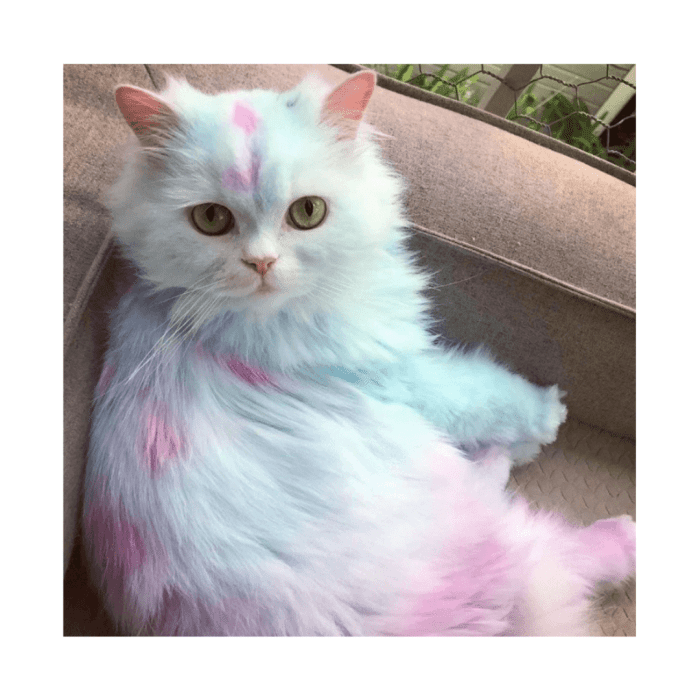 Pet Colours Hair Chalk Combs by Mio Animale - Image 5